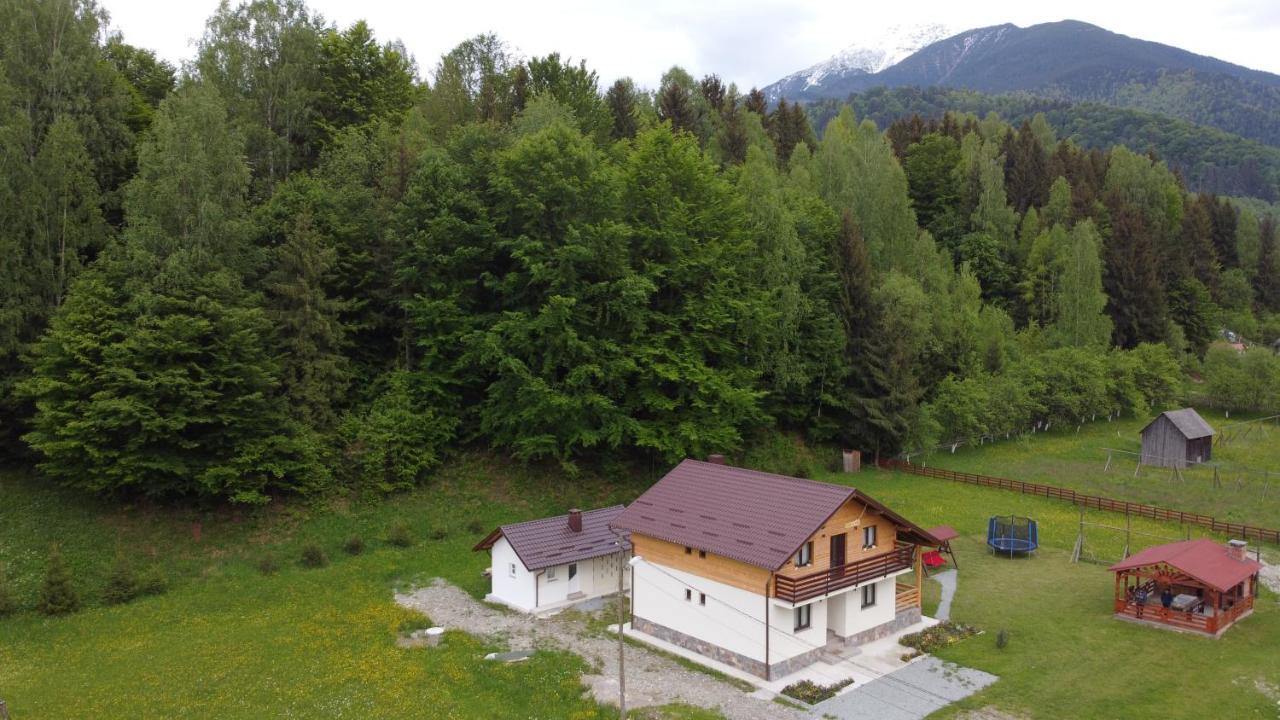 Pensiunea Floare de Colt Moisei Exterior foto